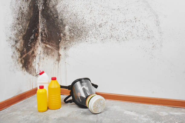 Best Local Mold Removal Service  in Leoti, KS