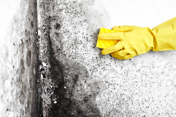 Best Best Mold Removal Companies  in Leoti, KS