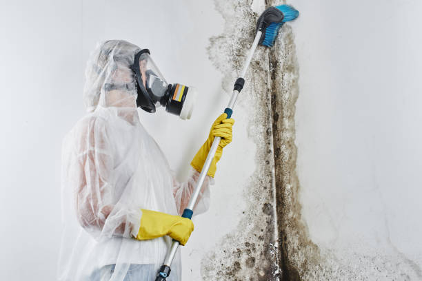 Best Same-Day Mold Removal  in Leoti, KS