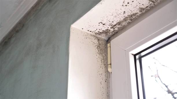 Best Professional Mold Removal  in Leoti, KS