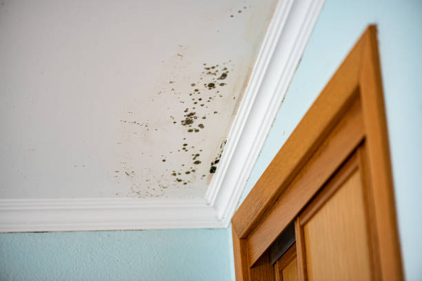 Best Mold Cleaning Services  in Leoti, KS