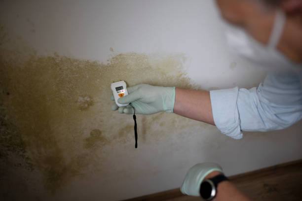  Leoti, KS Mold Removal Pros