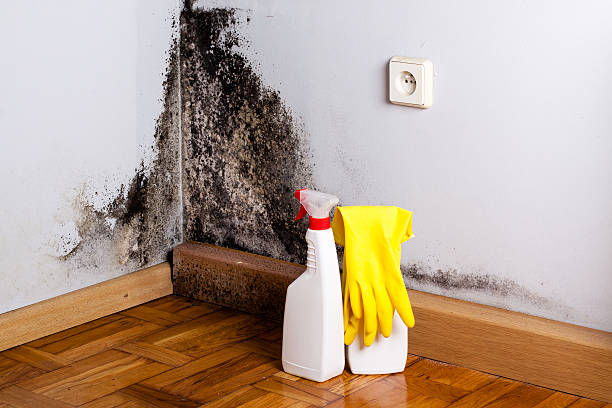 Trusted Leoti, KS Mold Removal Experts