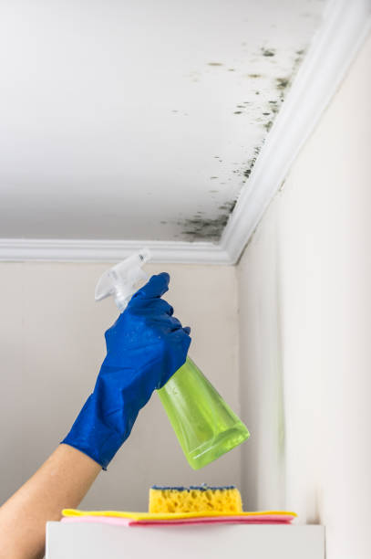 Best Mold Remediation Experts  in Leoti, KS