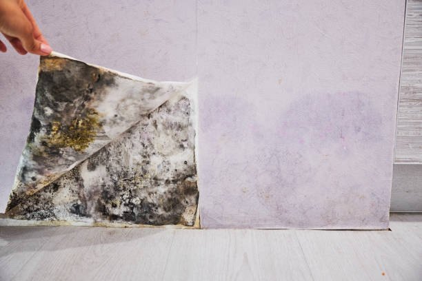 Best Mold Testing and Removal  in Leoti, KS